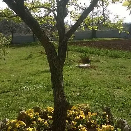 Ulivo - Sol