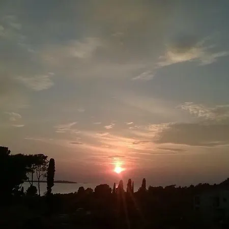 Ulivo - Sol